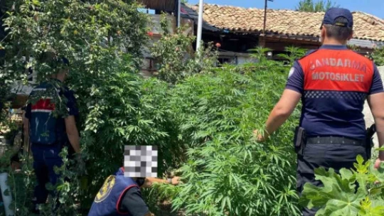 Aydın'da 28 kök kenevir ele geçirildi
