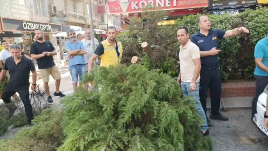 Aydın'da ağaç aracın üstüne devrildi