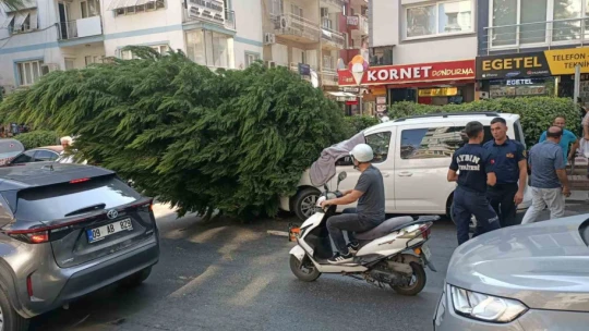 Aydın'da ağaç aracın üstüne devrildi