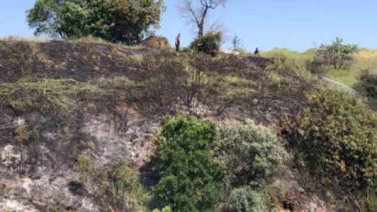 Aydın'da arazi yangını korkuttu