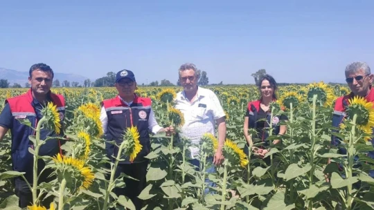 Aydın'da ayçiçeği ekim alanları artıyor