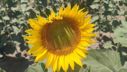 Aydın'da ayçiçeği ekim alanları artıyor