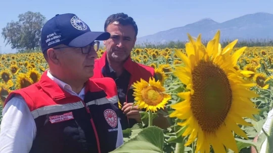 Aydın'da ayçiçeği ekim alanları artıyor