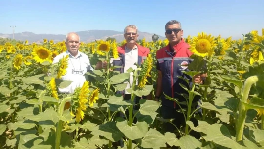 Aydın'da ayçiçeği hasadı başladı