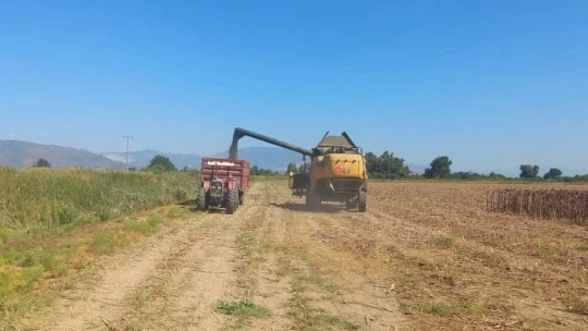 Aydın'da ayçiçeği hasadı başladı