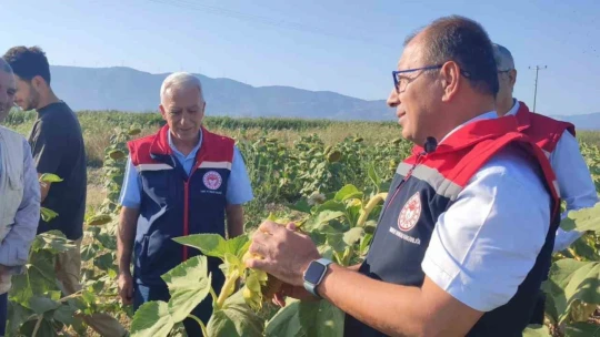 Aydın'da ayçiçeği hasadı öncesi üreticilere destek müjdesi