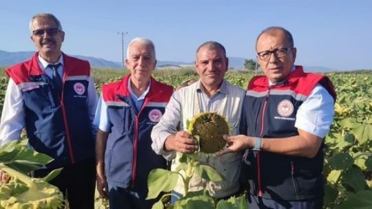 Aydın'da ayçiçeği hasadı öncesi üreticilere destek müjdesi