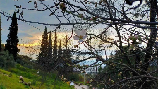 Aydın'da badem ağaçları çiçek açtı