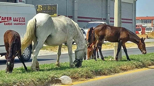 Aydın'da başıboş atlar tehlike saçıyor