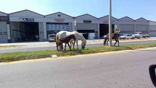 Aydın'da başıboş atlar tehlike saçıyor