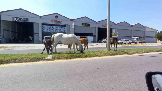 Aydın'da başıboş atlar tehlike saçıyor