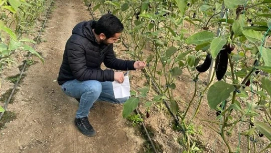 Aydın'da biyoteknik mücadele çalışmaları devam ediyor
