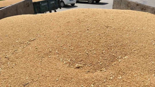 Aydın'da buğday alım fiyatını açıkladı