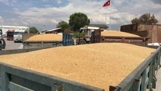 Aydın'da buğday alım fiyatını açıkladı