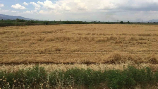 Aydın'da buğday alım fiyatını açıkladı