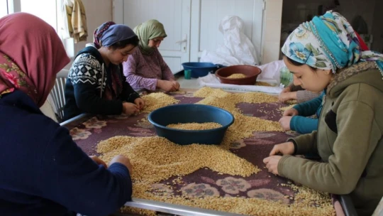 Aydın'da çam fıstığı mesaisi başladı