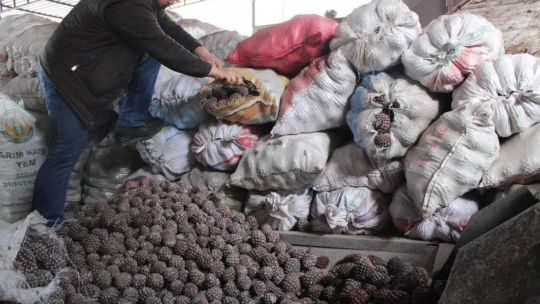 Aydın'da çam fıstığı mesaisi başladı