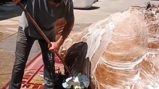 Aydın'da çöl sıcaklarından olumsuz etkilenen develer yıkamaya alındı