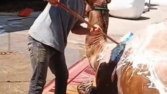 Aydın'da çöl sıcaklarından olumsuz etkilenen develer yıkamaya alındı