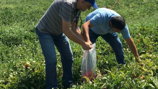 Aydın'da domates yetiştiriciliği EKÜY projesiyle güvende