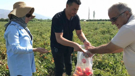 Aydın'da domates yetiştiriciliği EKÜY projesiyle güvende