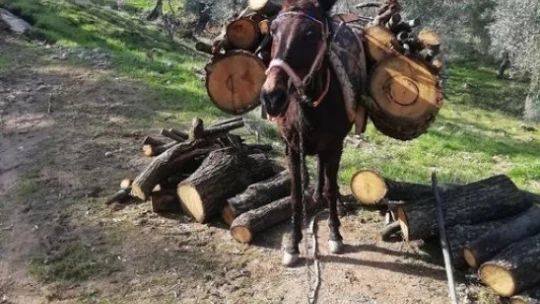 Aydın'da geleneksel kış hazırlıkları başladı