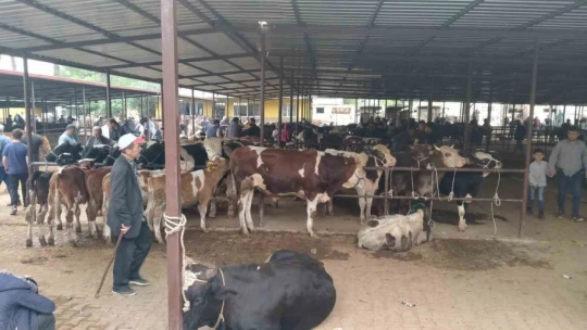 Aydın'da hayvan pazarları şap hastalığı tedbirleri kapsamında kapatıldı
