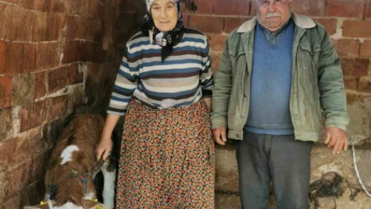 Aydın'da hayvan sağlığı saha çalışmaları devam ediyor