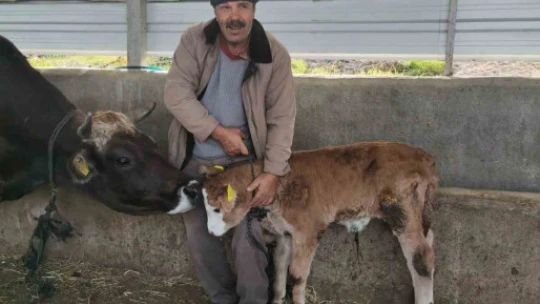 Aydın'da hayvan sağlığı saha çalışmaları devam ediyor