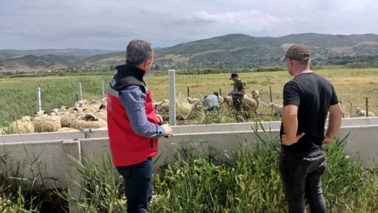 Aydın'da hayvan sağlığı saha çalışmaları devam ediyor