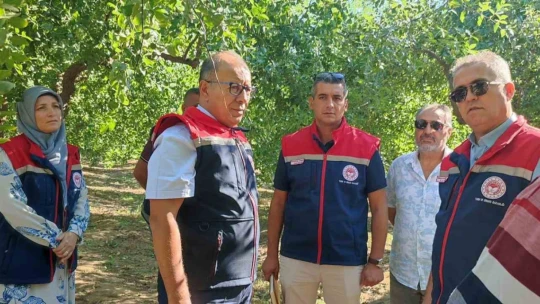 Aydın'da hünnap hasadı başladı