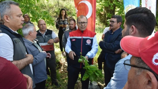 Aydın'da ilk kez denendi, kestane üreticisine umut oldu