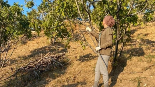 Aydın'da incir hasadı başladı