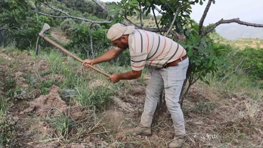 Aydın'da incir üreticisinin zorlu sezon hazırlığı başladı