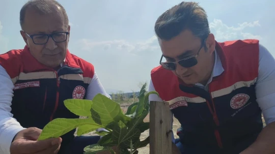 Aydın'da incir üretimine kalite katacak proje denetlendi