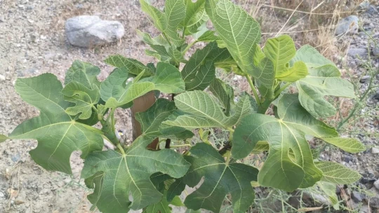 Aydın'da incir üretimine kalite katacak proje denetlendi