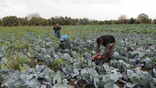 Aydın'da kara lahana hasadı başladı