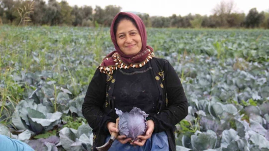 Aydın'da kara lahana hasadı başladı