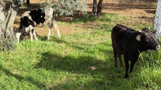 Aydın'da kayıp hayvanları jandarma ekipleri buldu