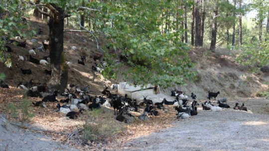 Aydın'da keçi sürüsü ve çoban azaldı, orman yangınları arttı