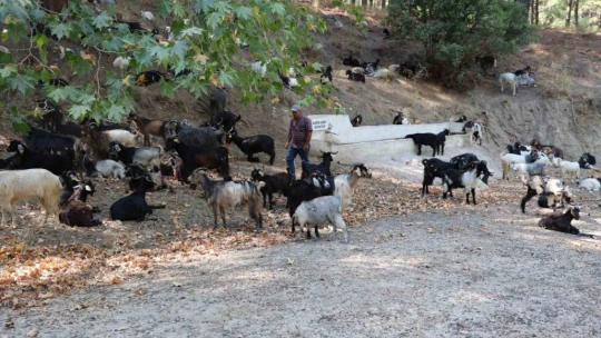 Aydın'da keçi sürüsü ve çoban azaldı, orman yangınları arttı