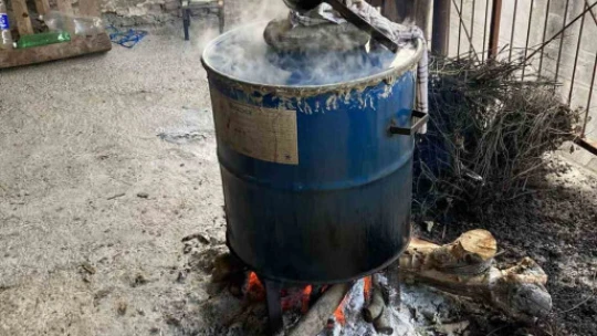 Aydın'da kekikler şifa için kaynatılmaya başlandı