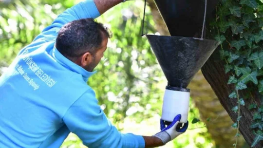 Aydın'da kırmızı palmiye böceği kontrolleri yapılıyor