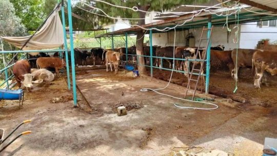 Aydın'da kurban satış ve kesim yerleri denetlendi