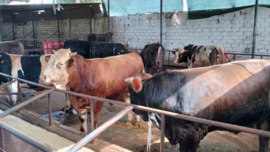 Aydın'da kurban satış ve kesim yerleri denetlendi