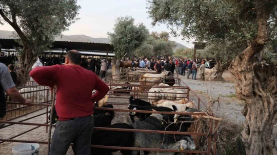 Aydın'da kurbanlıklar pazara indi