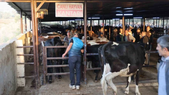 Aydın'da kurbanlıklar pazara indi
