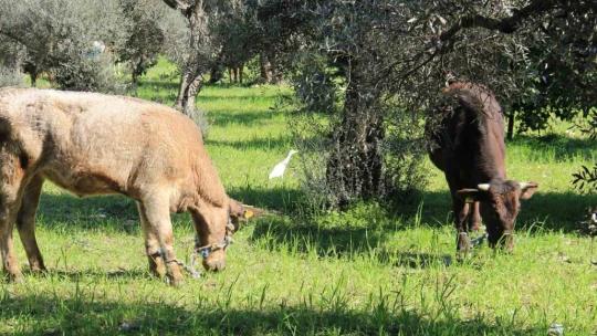 Aydın'da küresel ısınma ineklere yaradı