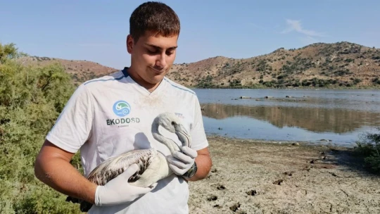 Aydın'da kurtarılan leylek ve flamingo doğaya salındı