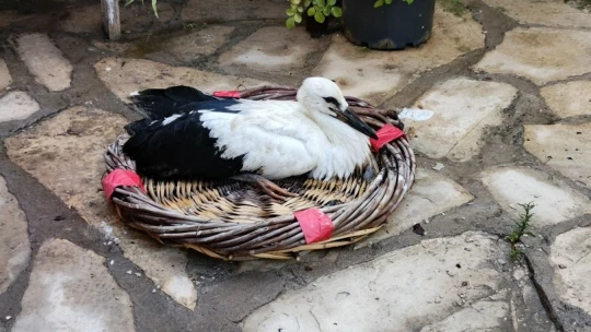 Aydın'da kurtarılan leylek ve flamingo doğaya salındı
